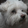 Maltezer