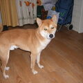 Shiba Inu