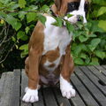 Boxer