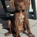 Duitse Staande Hond, Korthaar