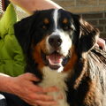 Berner Sennenhond