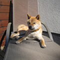Shiba Inu