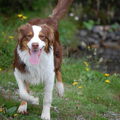 Australian Shepherd