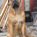 Boerboel