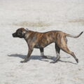 Boerboel