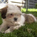 Shih Tzu