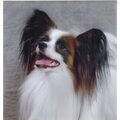 Roastarry's Papillons