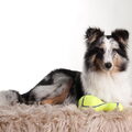 Sheltie