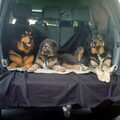 Tibetaanse Mastiff