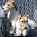 Foxterrier, draadhaar