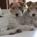 Foxterrier, draadhaar