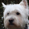West Highland White Terrier
