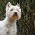 West Highland White Terrier
