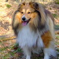 Sheltie