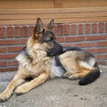 Duitse Herder