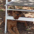 Ierse Terrier