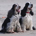 Engelse Cocker Spaniel