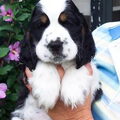 Engelse Cocker Spaniel