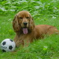 Engelse Cocker Spaniel