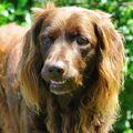 Duitse Staande Hond, Langhaar
