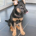 Duitse Herder