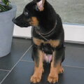 Duitse Herder