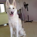 Siberische Husky