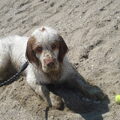 Clumber Spaniel