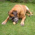 Boxer