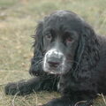Engelse Cocker Spaniel