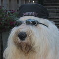 Old English Sheepdog