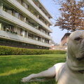Amerikaanse Bulldog