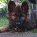 Oud Duitse Herdershond