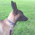 Mechelse Herder