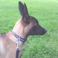 Mechelse Herder