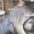 Mechelse Herder