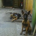 Mechelse Herder
