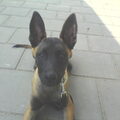 Mechelse Herder