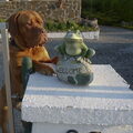 Bordeauxdog