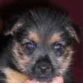 Norwich Terrier