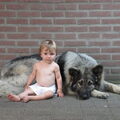 Shiloh Shepherd