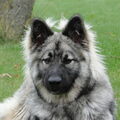 Shiloh Shepherd