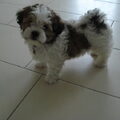 Lhasa Apso