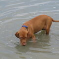 Vizsla (Hongaarse staande hond)
