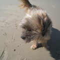 Lhasa Apso