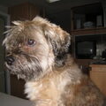 Lhasa Apso