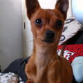 Dwergpinscher
