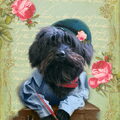 Labradoodle