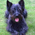 Schotse Terrier