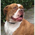 Amerikaanse Bulldog